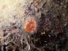 brown cup coral thumbnail 4