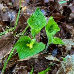 downy yellow violet thumbnail 4