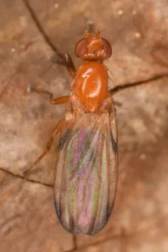 Mycetaulus polypori thumbnail 1