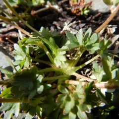 Arctic buttercup thumbnail 4