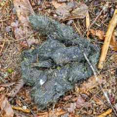 Eastern Wolf thumbnail 4