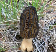 Morchella brunnea thumbnail 4
