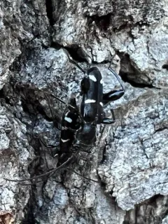 Phymatodes obliquus thumbnail 1