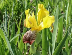 Hungarian Iris thumbnail 2