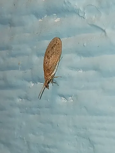 Micromus variolosus