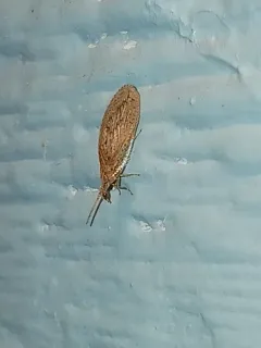 Micromus variolosus thumbnail 1