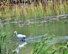 Little Egret thumbnail 4