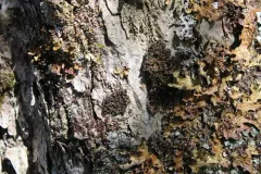 Leptogium hibernicum thumbnail 3