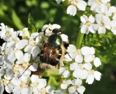 Greenish Flower Chafer thumbnail 2