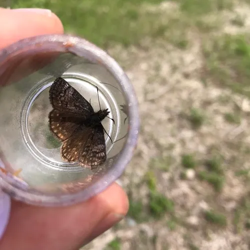 Dreamy Duskywing
