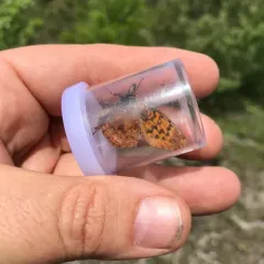 Meadow Fritillary thumbnail 3