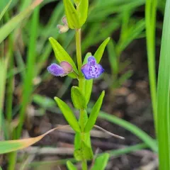 small skullcap thumbnail 3