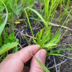 Prairie Violet thumbnail 2