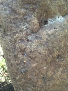 Arctic Pseudoscorpion thumbnail 4