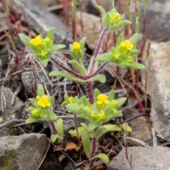 Opposite-leaved Tarweed thumbnail 2