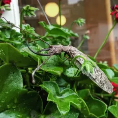 Eastern Dobsonfly thumbnail 2