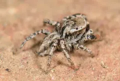 Texas Paradise Spider thumbnail 3