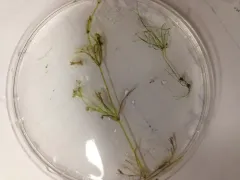 Smooth Stonewort thumbnail 3