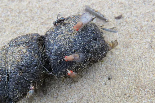 Rhinoleucophenga obesa
