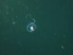 Hanging Stomach Jelly thumbnail 2