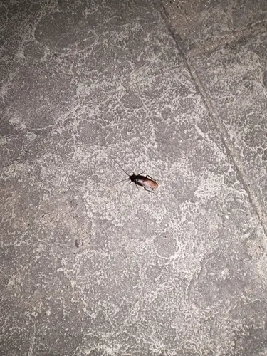 Japanese Cockroach