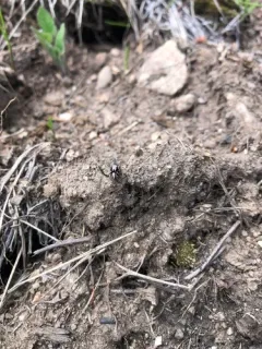 Habronattus altanus thumbnail 2