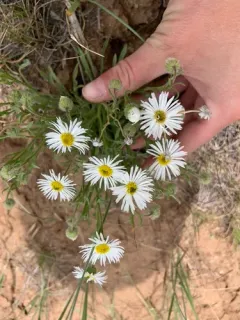 Engelmann's Fleabane thumbnail 2