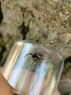 Phidippus insignarius thumbnail 4