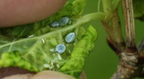 Snowball Aphid