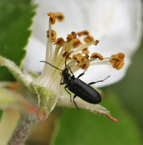Mourning Fire-colored Beetle