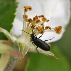 Mourning Fire-colored Beetle thumbnail 1