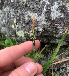 Bigelow's sedge thumbnail 2