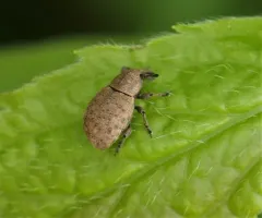 Tropiphorus terricola thumbnail 1