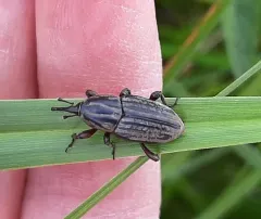 Tule Billbug thumbnail 2
