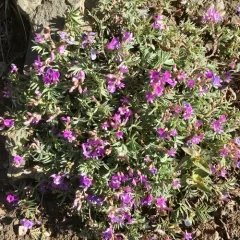 Bent-flower Milkvetch thumbnail 2