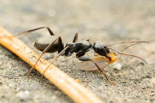 Formica accreta
