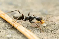 Formica accreta thumbnail 1