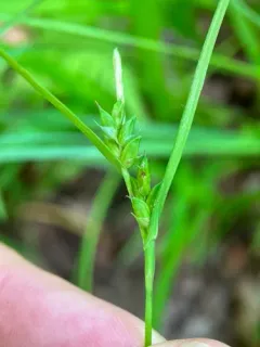 Eastern Narrowleaf Sedge thumbnail 3