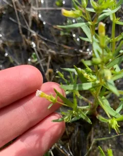 Quarterman's Hedge-hyssop thumbnail 1
