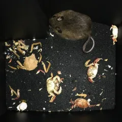 Western Deer Mouse thumbnail 2