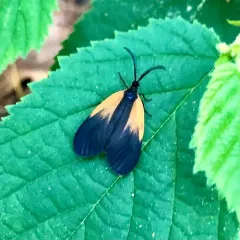 Orange-patched Smoky Moth thumbnail 2