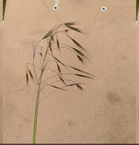 Barren Brome