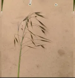 Barren Brome thumbnail 1