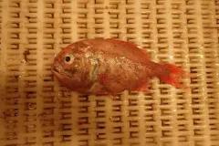 Orange Roughy thumbnail 2