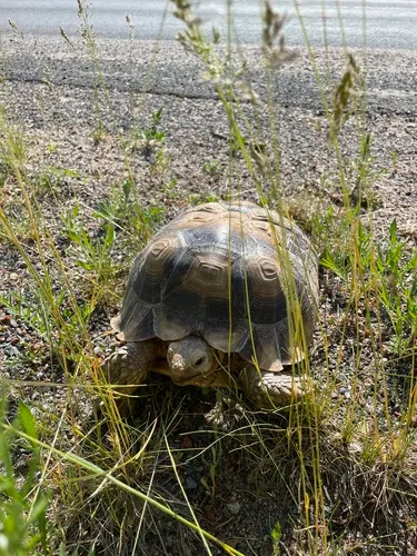 African Spurred Tortoise