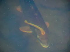 Ohio Lamprey thumbnail 2