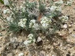 Wallowa Cryptantha thumbnail 2