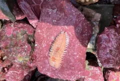 Euphrosine borealis thumbnail 2