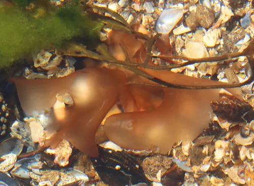 Pyropia leucosticta