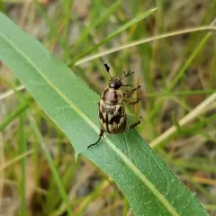 Oriental Beetle thumbnail 4